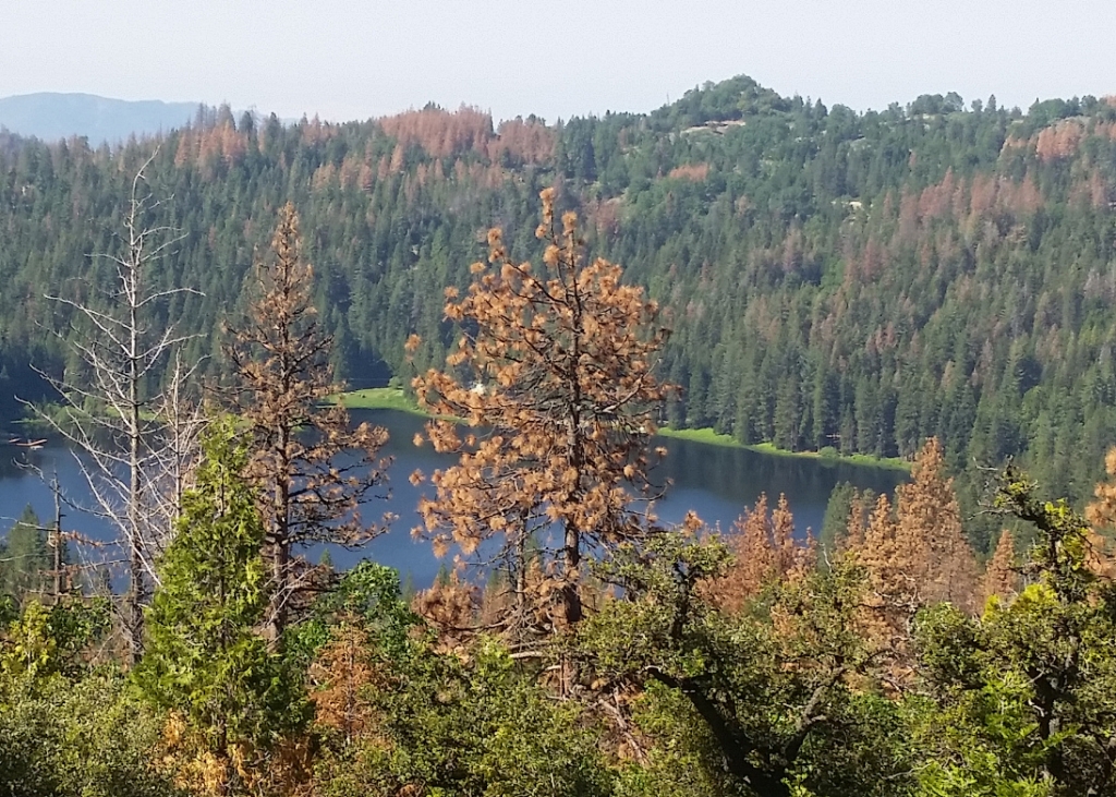 The drought has dried out many of California's forests