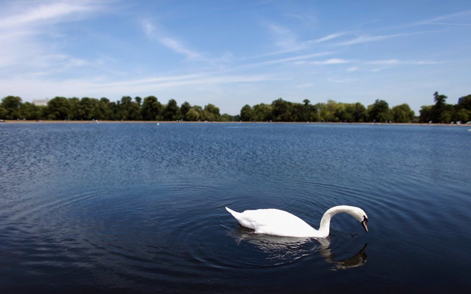 Swans Swim on Hyde Park's Round Pond