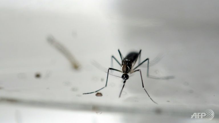 The mosquito-borne Zika virus can cause birth defects and is now spreading in the US and Latin America.
   
 

  Enlarge  Caption