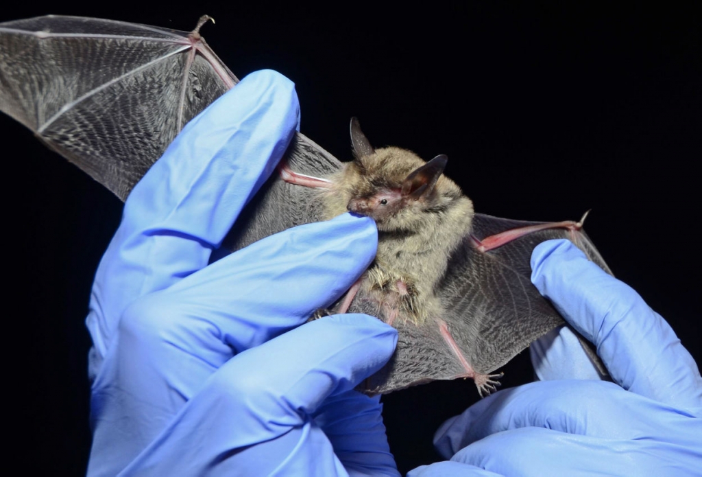 Long-eared bats