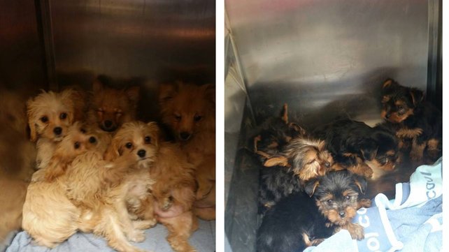 The puppies of various breeds were found in two small metal containers