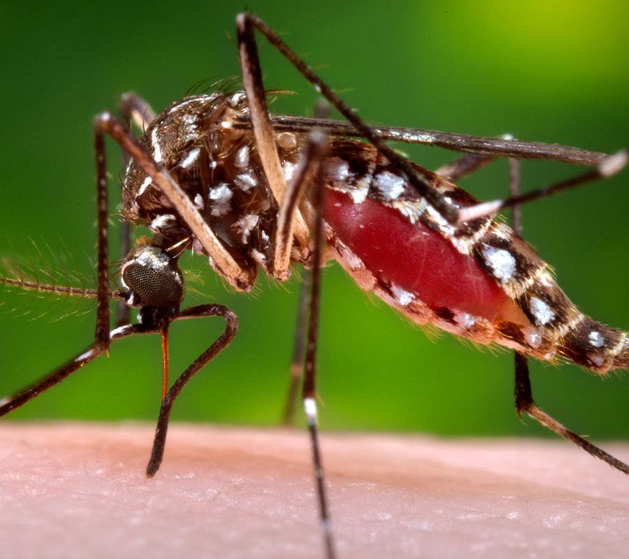 The usual advice especially for pregnant women is to avoid mosquito bites by using repellent. Image credit The Guardian