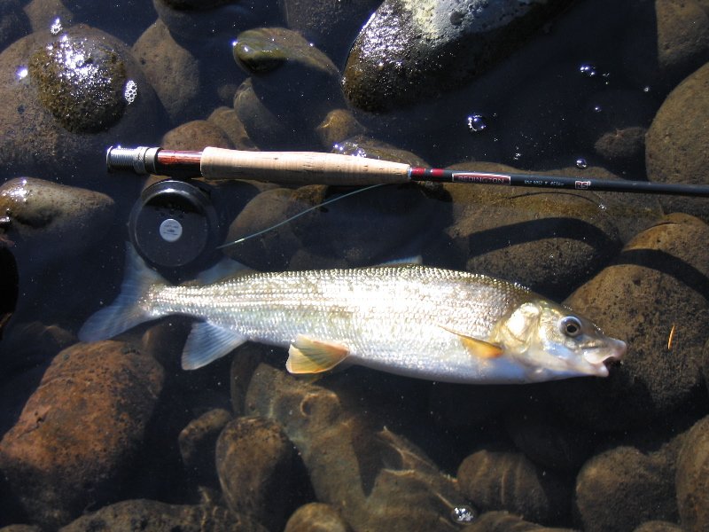 Mountain whitefish