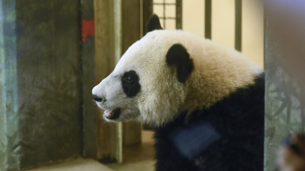 The youngest giant panda cub at the US National Zoo has celebrated his first birthday