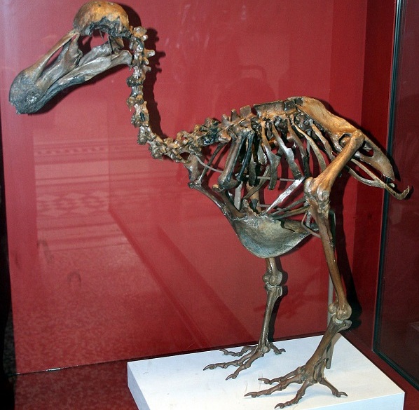 Specialists can't estimate the value of the Dodo skeleton