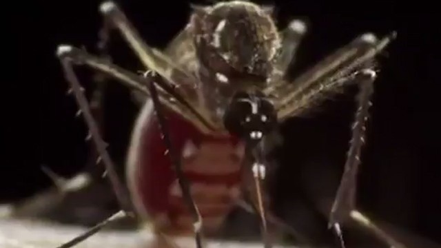 Zika_virus