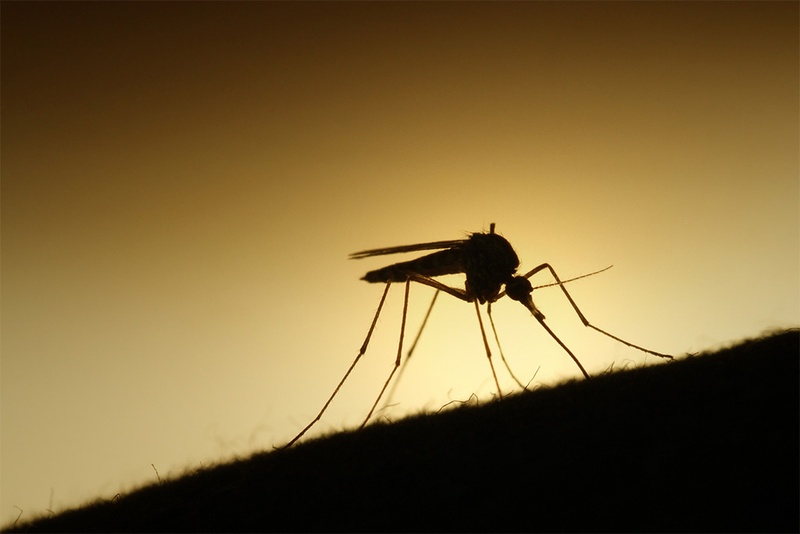 Aedes aegypti mosquitoes can transmit the Zika virus which has been linked to birth defects to humans. Officials say there have been no cases of mosquito-to-human transmission in Texas