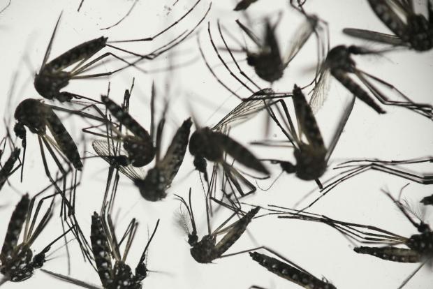 Caution urged in traveling to Florida areas where mosquito-borne Zika detected