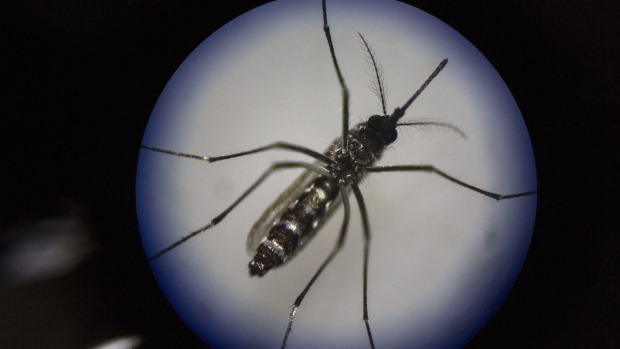 An adult female mosquito is seen uder a microscope at the Sun Yat Sen University-Michigan University Joint Center