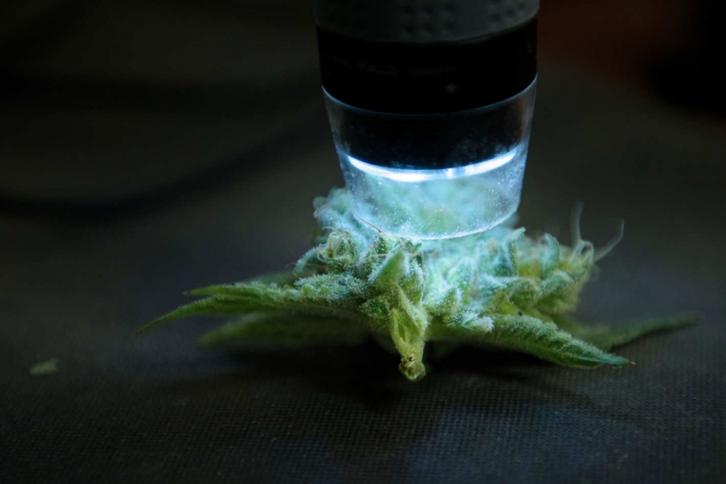 US government set to open the door for more medical marijuana research