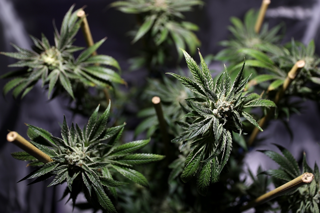 A marijuana plant is displayed during the 2016 Cannabis Business Summit & Expo