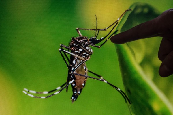 US officials have spread a one-square mile zone in Miami in a bid to destroy the Aedes Aegyptus mosquito which carries the Zika virus