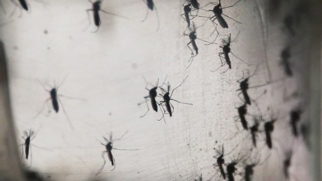 Puerto Rico Reports 10690 Zika Cases Amid Ongoing Epidemic