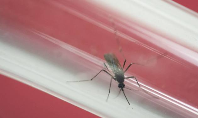 Aedes aegypti mosquito sits inside a glass tube at the Fiocruz institute where they have been screening for mosquitos naturally infected with the Zika virus in Rio de Janeiro Brazil. The U.S. surgeon general