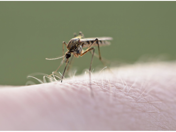 West Nile Positive Mosquitoes Found in Naperville