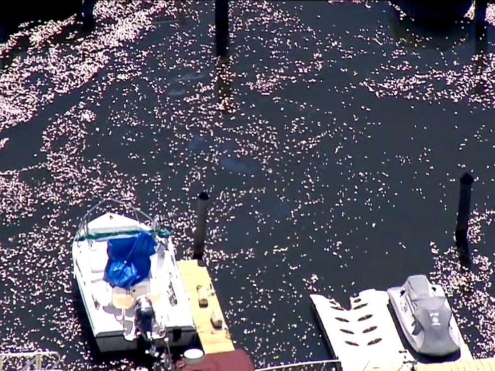 WABCHundreds of thousands of dead fish have turned up in Waackcaack Creek in Keansburg New Jersey