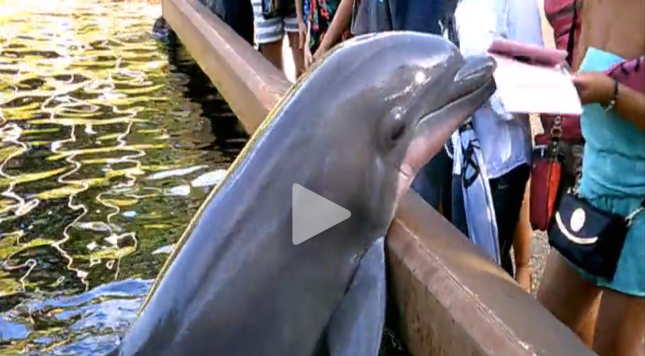 WATCH Dolphin snatches iPad from patron at Sea World		Posted by	Ben Sieck