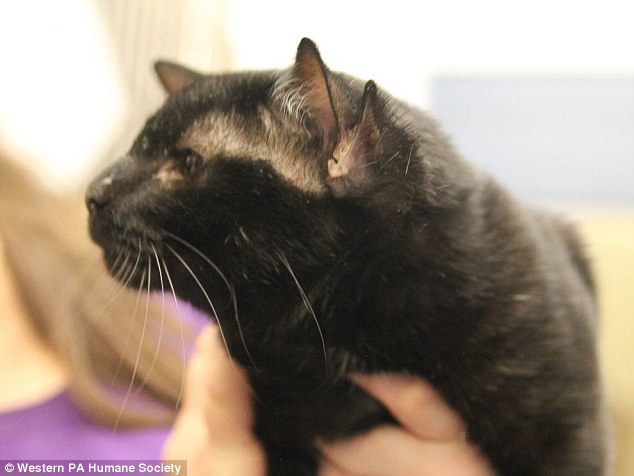 Three-year-old cat Batman has an extra set of ears due to a rare genetic mutation. Shelter veterinarian Dr. Todd Blauvelt commented'it doesn't really affect his hearing