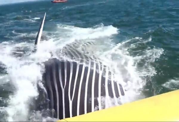 Giant fin whale comes close to swallowing boat full of tourists