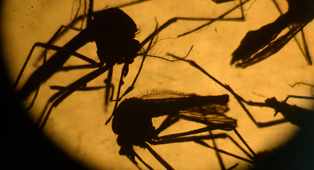 What Could Go Wrong? FDA OKs Zika Killing Mutant Mosquitoes in Florida                AFP 2016 Marvin RECINOS