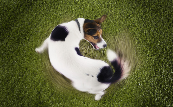 Dog chasing tail