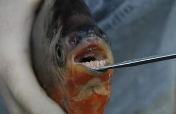 Wonder if the pacu flosses?                Michigan DNR