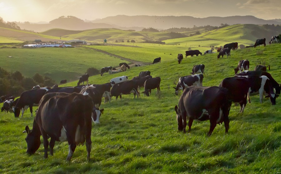 NZ dollar gains amid expectations of strong dairy auction