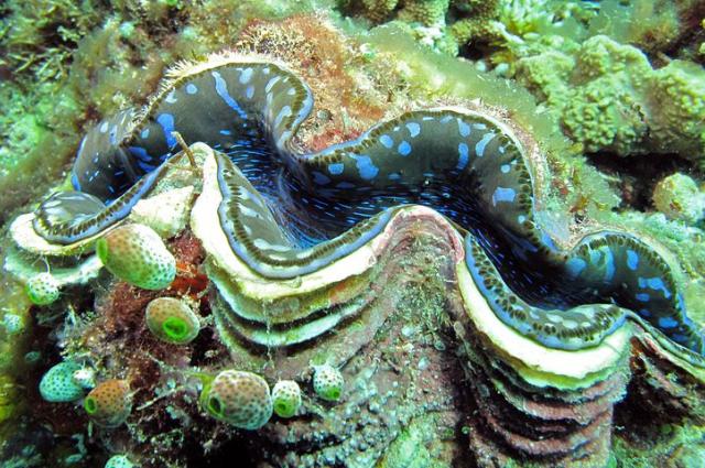 'World's largest' clam pearl found in Philippines