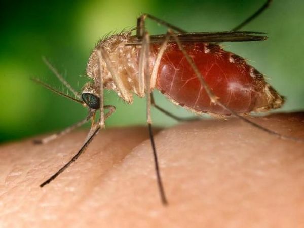 Mosquito Sample in East Hampton Tests Positive For West Nile Virus