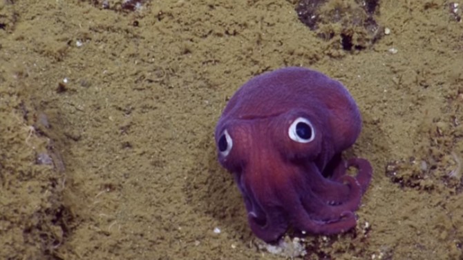 Scientists Fawn Over Googly Eyed Stubby Squid'It Looks So Fake