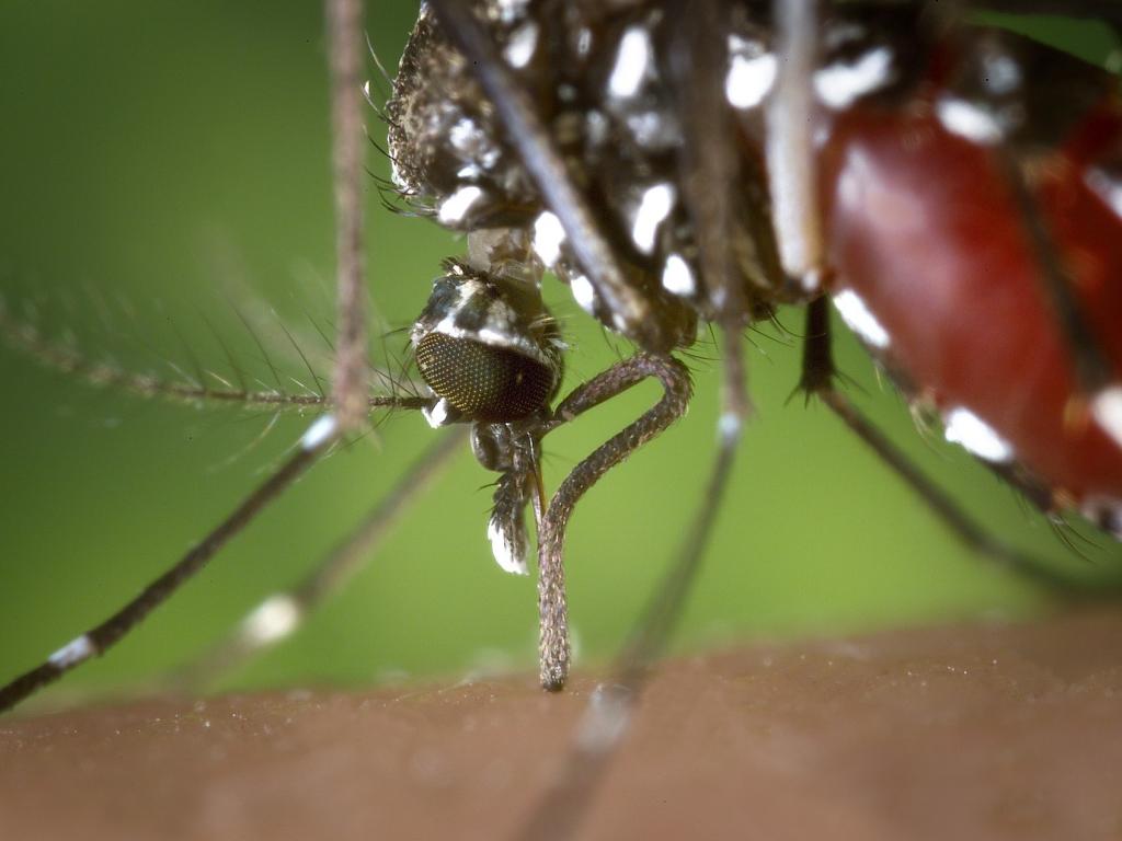 U.S. Researchers Begin Clinical Trial Of Zika Vaccine But Funding To Run Out By August's End