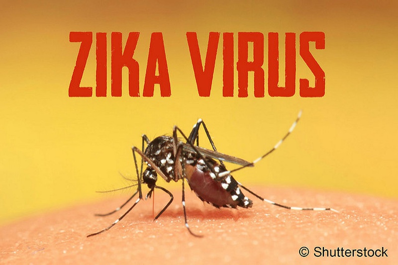 Zika Virus Mosquito