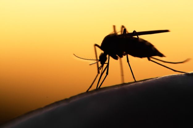 FDA approves genetically modified mosquitoes to test in fight against Zika virus