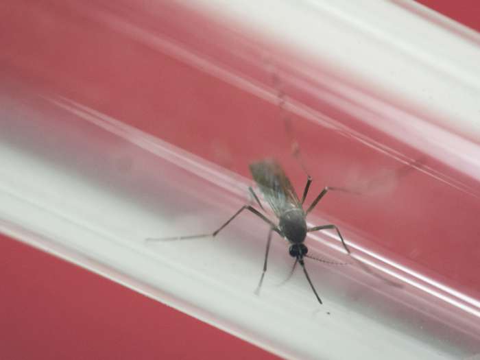 Aedes aegypti mosquito sits inside a glass tube at the Fiocruz institute where they have been screening for mosquitos naturally infected with the Zika virus in Rio de Janeiro Brazil. Associated Press