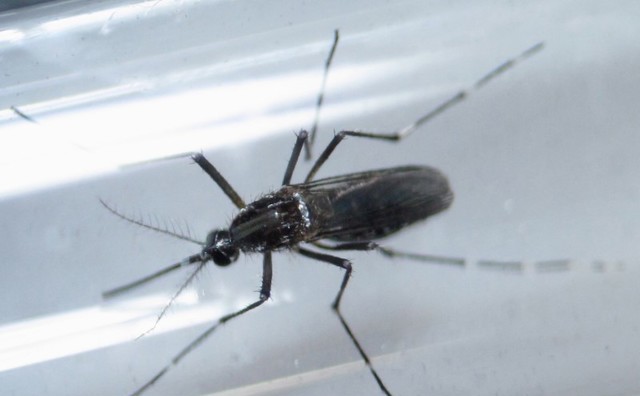 Hong Kong confirms first Zika case in woman who went to Caribbean