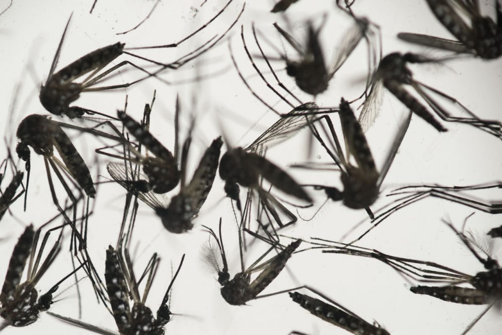 Aedes aegypti mosquitoes sit in a petri dish at the Fiocruz institute in Recife Brazil