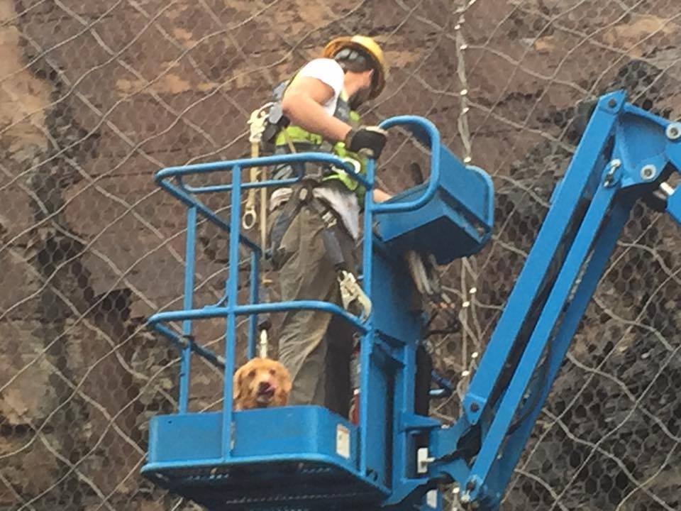 Wayward dog rescued from Highway 53 construction site