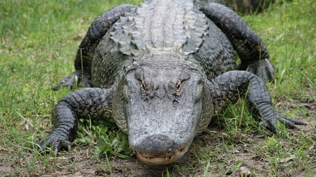 Disney builds boulder wall to block alligators along Seven Seas Lagoon