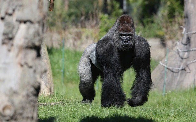 Silverback Gorilla Joins London Zoo