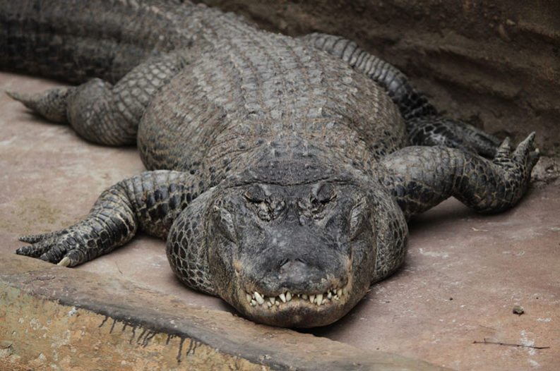 VIDEO: 300-pound gator wrecks Texas garage