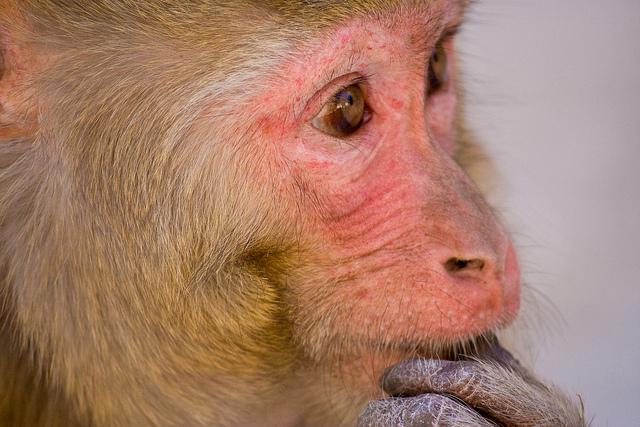 Rhesus monkey