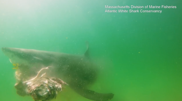 White shark spotted off North Beach Island in Chatham