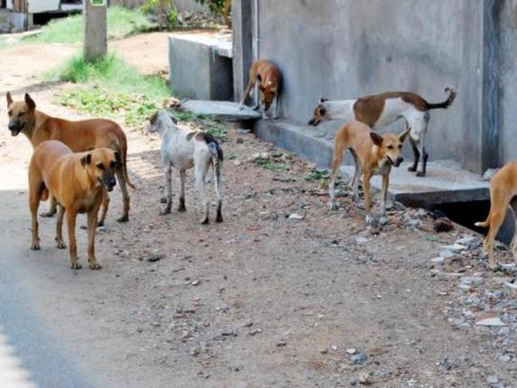 Pack of 50 stray dogs attack, partly eat elderly woman at Indian beach