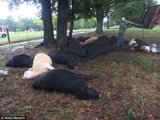 The felled cows were removed from under the tree soon after the storm. Animals with four legs have a greater risk of being struck off by lightning than humans