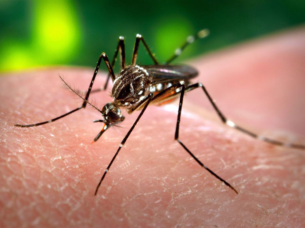 A Windsor Essex County resident has tested positive as the area's first case of West Nile Virus this year