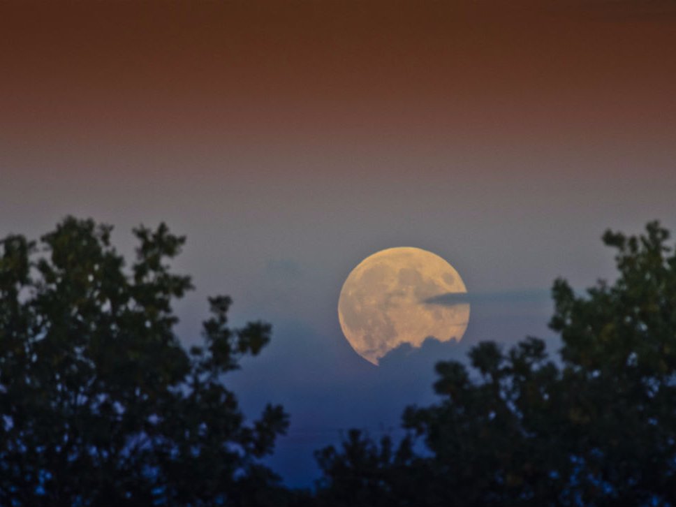 A big orange Harvest Moon.       Jon Bunting  Flickr