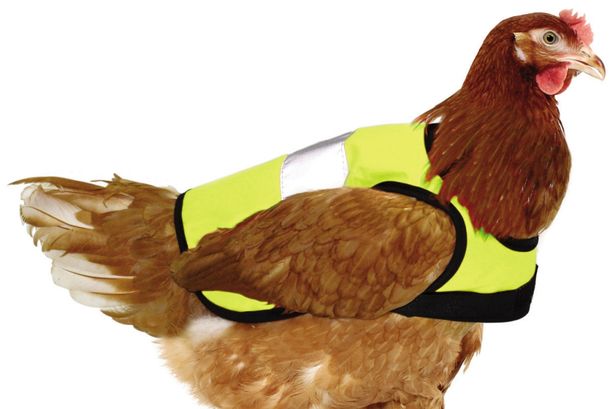 A chicken in a high-vis jacket