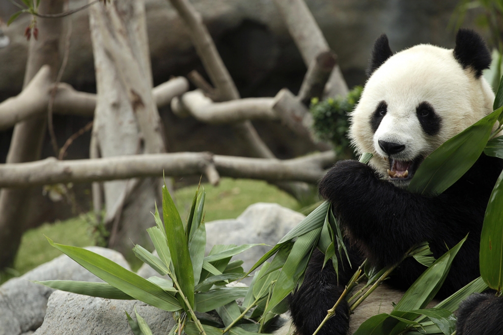 A giant panda Le Le chews on shoots and leaves at the Amazing Asian Animals enclosure in Hong Kong Ocean Park