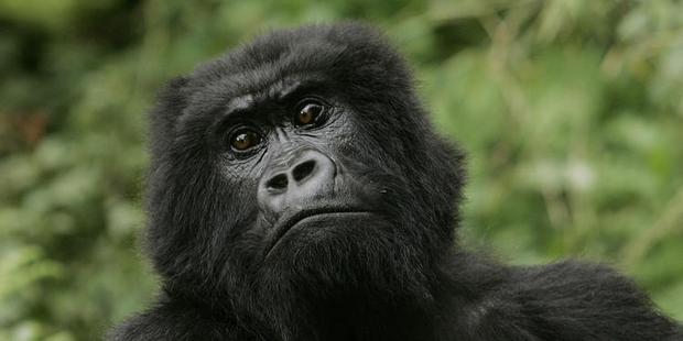 A gorilla at Volcanoes National Park in Ruhengeri Rwanda. The eastern gorilla has been listed as critically endangered