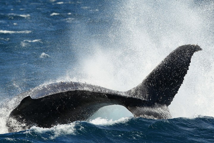 Whale Watching Season Underway In Sydney